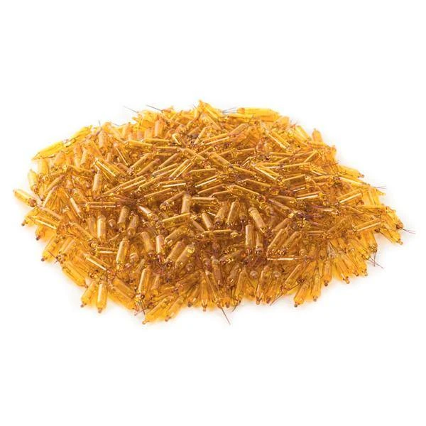 Vickerman Incandescent Mini Replacement Bulbs (500 Pack) (646717) 5 Vickerman Incandescent Mini Replacement Bulbs (500 Pack) (646717) - Image 3